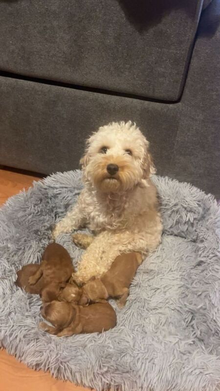 Cockapoo puppies for sale in Kingston upon Hull, East Riding Of Yorkshire – 3 months old - Image 5 of 6