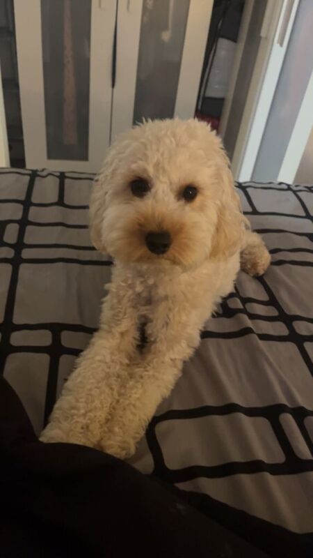 Cockapoo puppies for sale in Kingston upon Hull, East Riding Of Yorkshire – 3 months old - Image 6 of 6