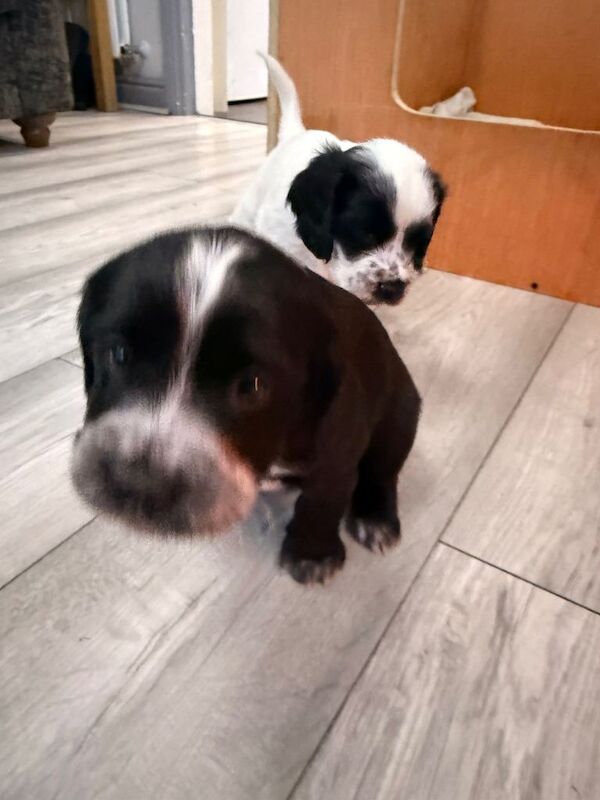 Cockapoo Puppies For Sale Under £1,000