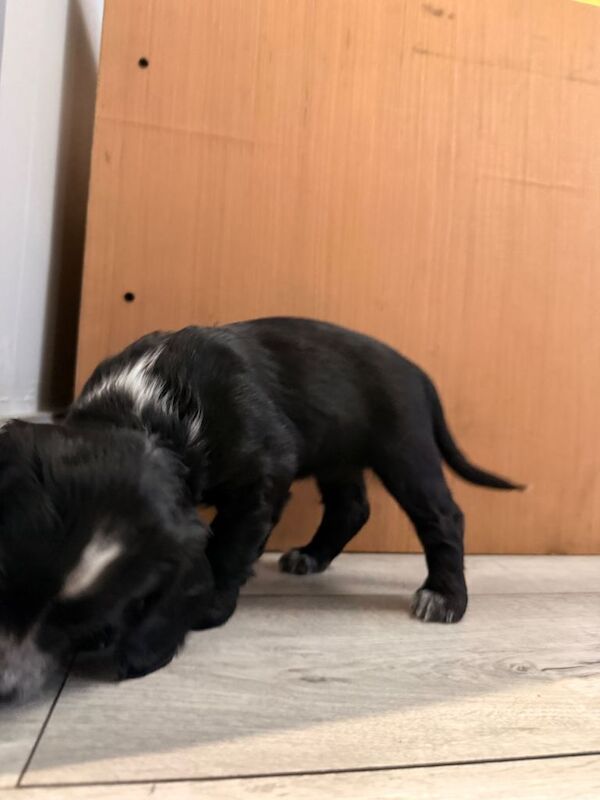 Cockapoo F1B puppies - Image 2 of 6