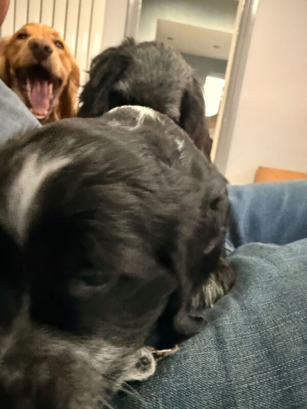 Cockapoo F1B puppies - Image 3 of 6