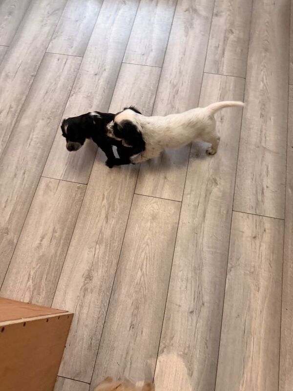 Cockapoo F1B puppies - Image 4 of 6