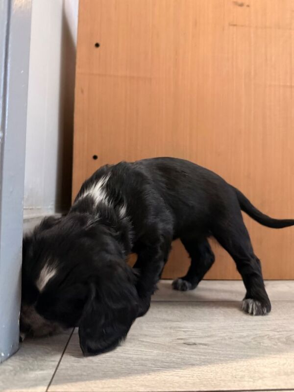 Cockapoo F1B puppies - Image 5 of 6