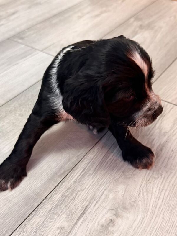 Cockapoo F1B puppies - Image 6 of 6