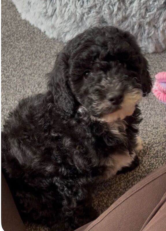 Cockapoo F1B puppy female 10 weeks old