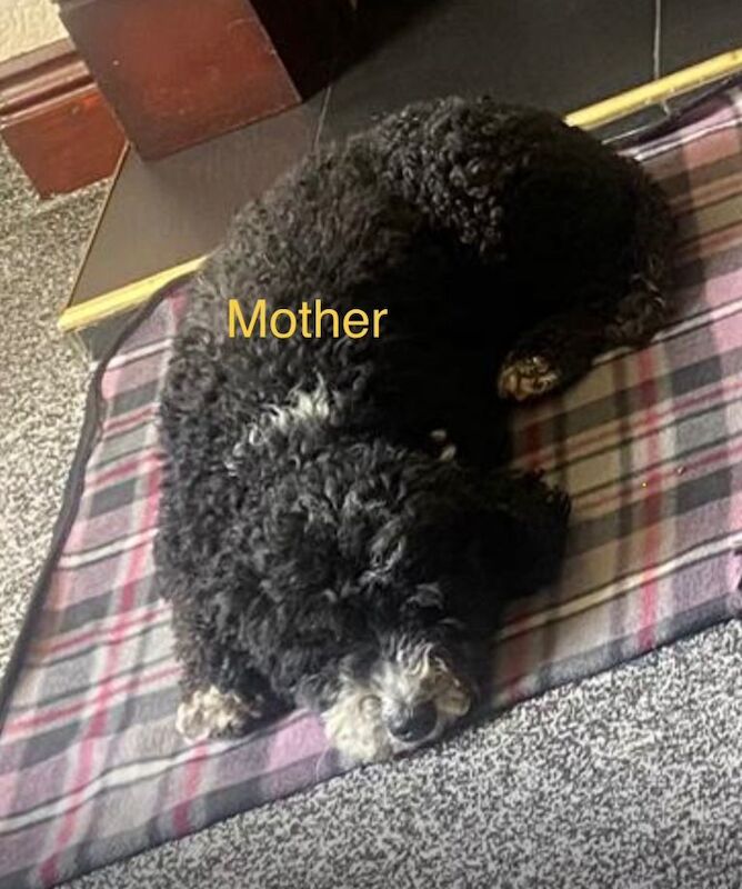 Cockapoo F1B puppy female 10 weeks old - Image 3 of 4