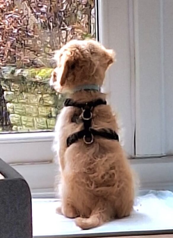 Cockapoo puppies for sale in Dunoon / Dùn Obhainn, Argyll and Bute – 3 months old