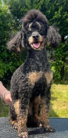 Cockapoo F1b quality puppies for sale in Crediton, Devon - Image 1