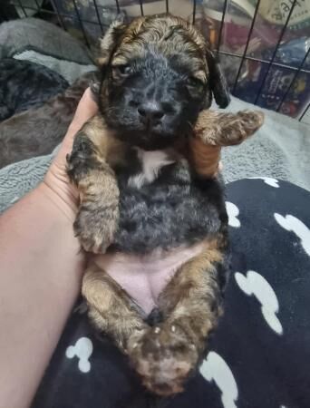 Cockapoo F1b quality puppies for sale in Crediton, Devon - Image 2