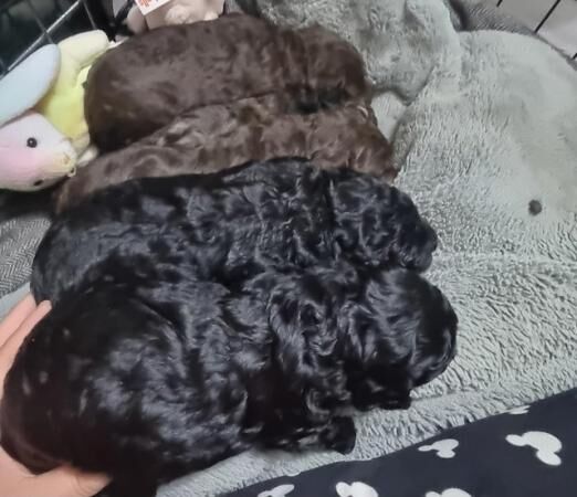 Cockapoo F1b quality puppies for sale in Crediton, Devon - Image 3