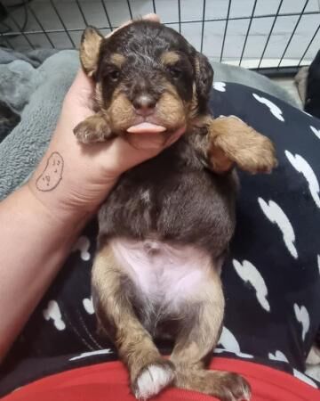 Cockapoo F1b quality puppies for sale in Crediton, Devon - Image 4