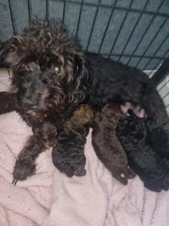 Cockapoo F1b quality puppies for sale in Crediton, Devon - Image 5