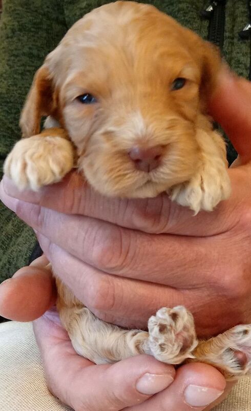 Cockapoo puppies for sale in Glenrothes, Fife – 3 weeks old
