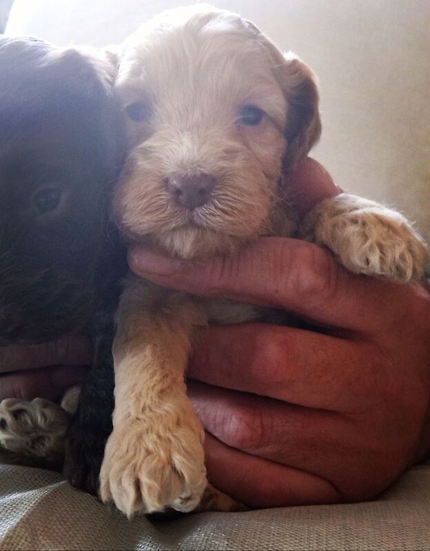 Cockapoo puppies for sale in Glenrothes, Fife – 3 weeks old - Image 2 of 6