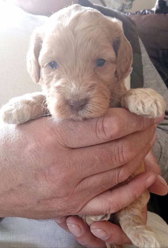 Cockapoo puppies for sale in Glenrothes, Fife – 3 weeks old - Image 3 of 6