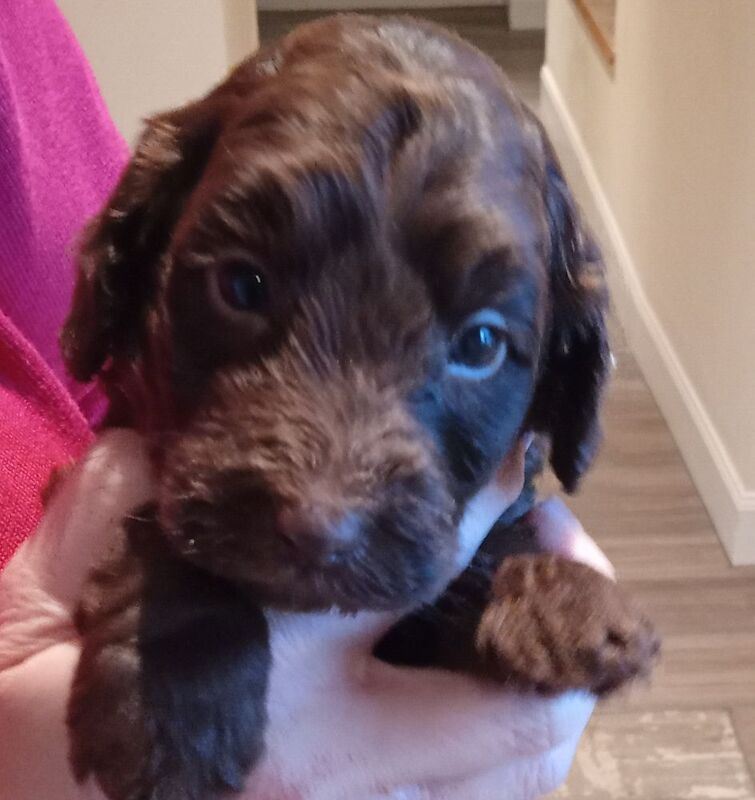 Cockapoo puppies for sale in Glenrothes, Fife – 3 weeks old - Image 4 of 6