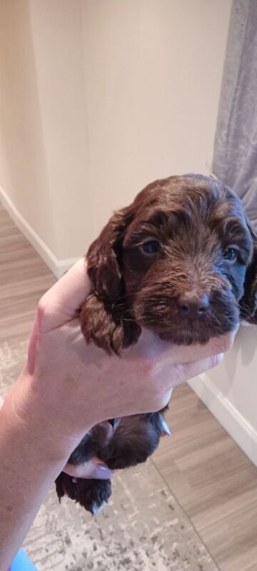 Cockapoo puppies for sale in Glenrothes, Fife – 3 weeks old - Image 6 of 6
