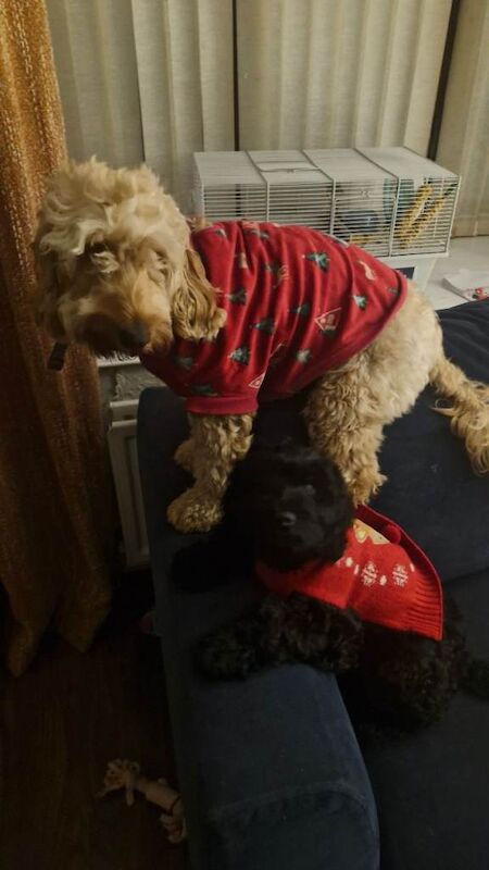 Cockapoo F2 - Image 2 of 2