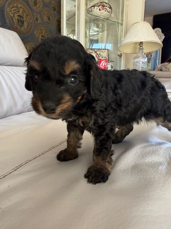 Cockapoo f2