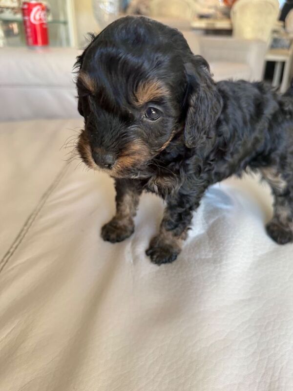 Cockapoo f2 - Image 2 of 5