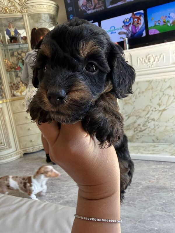 Cockapoo f2 - Image 3 of 5