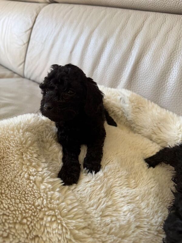 Cockapoo f2 - Image 4 of 5
