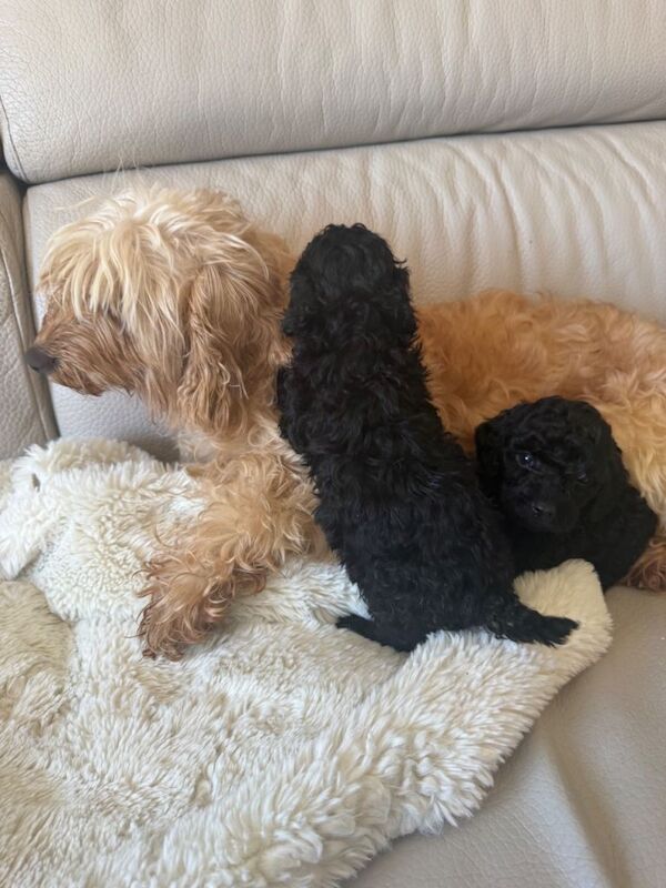 Cockapoo f2 - Image 5 of 5