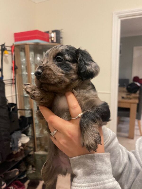 Cockapoo puppies for sale in Loughborough, Leicestershire – 8 weeks old