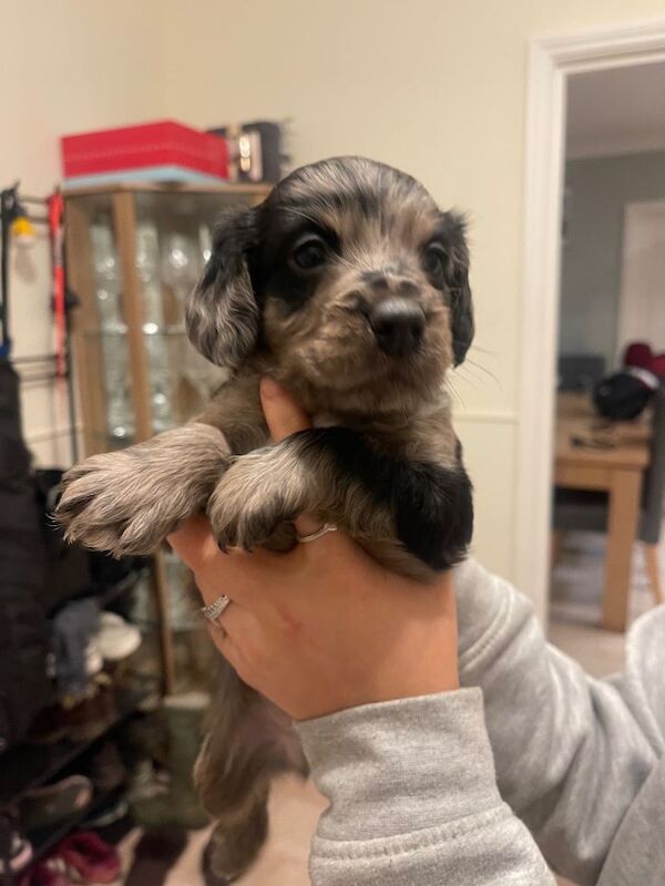 Cockapoo puppies for sale in Loughborough, Leicestershire – 8 weeks old - Image 2 of 4