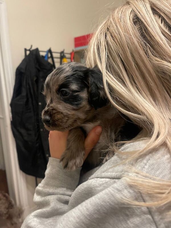 Cockapoo puppies for sale in Loughborough, Leicestershire – 8 weeks old - Image 3 of 4