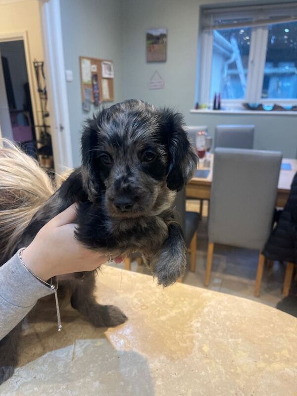 Cockapoo puppies for sale in Loughborough, Leicestershire – 8 weeks old - Image 4 of 4