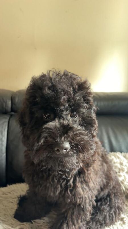 Cockapoo F2 BOY , fully vaccinated and travel ready!