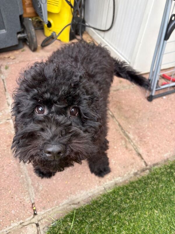 Cockapoo F2 BOY , fully vaccinated and travel ready! - Image 2 of 4