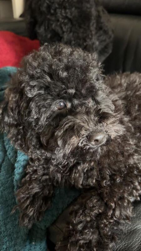 Cockapoo F2 BOY , fully vaccinated and travel ready! - Image 3 of 4