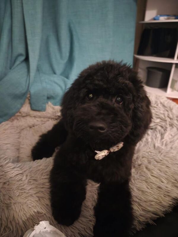 Cockapoo F2 BOY , fully vaccinated and travel ready! - Image 4 of 4