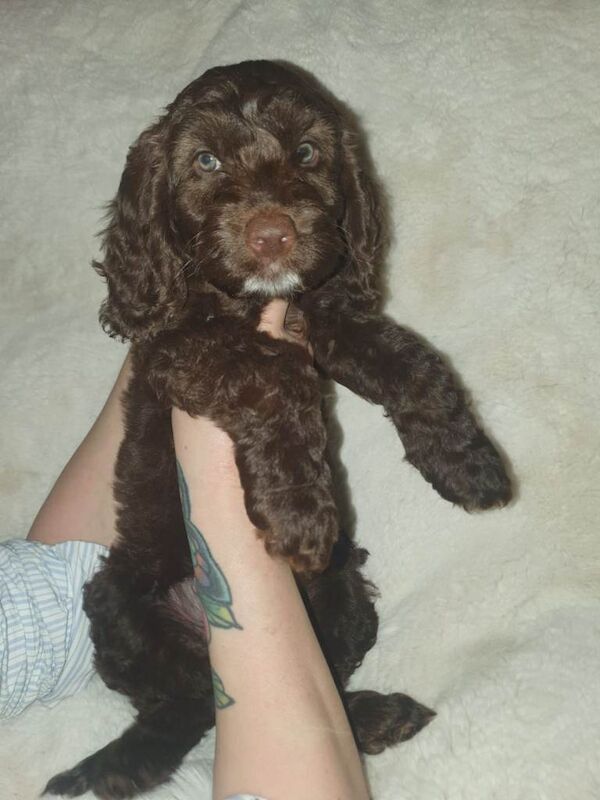Cockapoo puppies for sale in Maryhill, Glasgow – 5 months old - Image 2 of 5