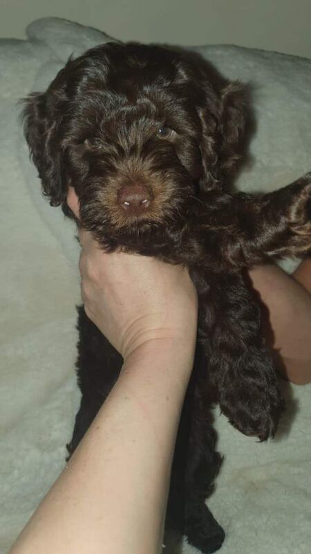 Cockapoo puppies for sale in Maryhill, Glasgow – 5 months old - Image 3 of 5