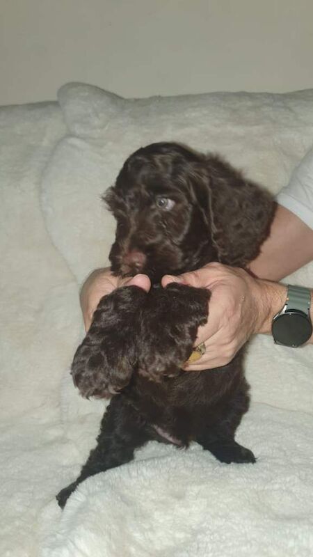 Cockapoo puppies for sale in Maryhill, Glasgow – 5 months old - Image 4 of 5