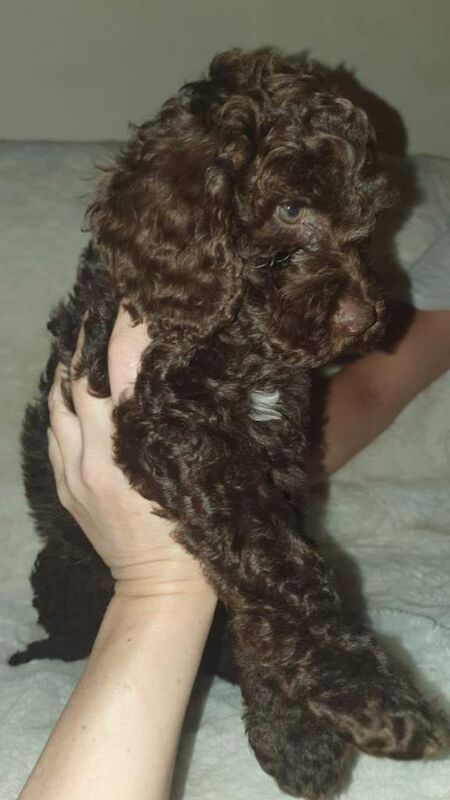 Cockapoo puppies for sale in Maryhill, Glasgow – 5 months old - Image 5 of 5