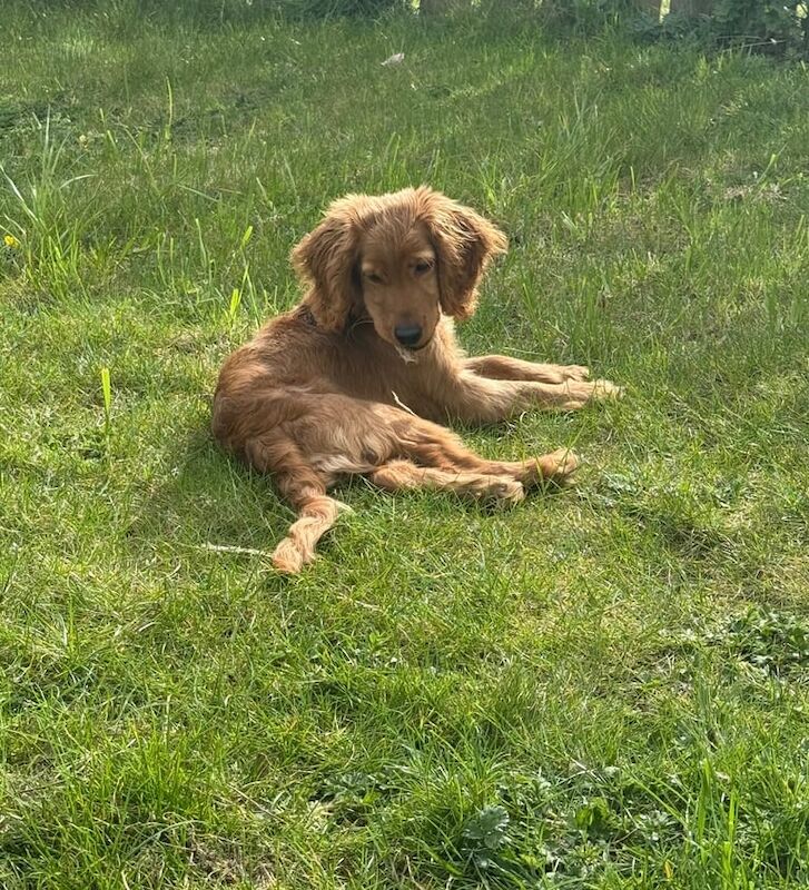 Cockapoo puppies for sale in Londonderry, County Londonderry – 7 months old