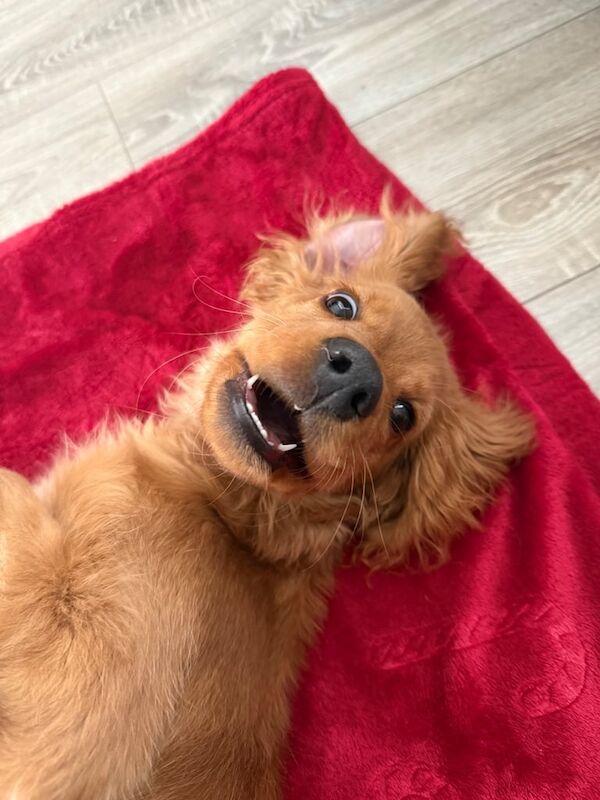 Cockapoo puppies for sale in Londonderry, County Londonderry – 7 months old - Image 2 of 3