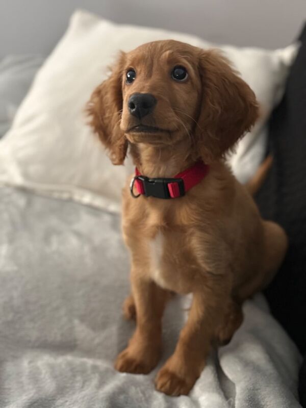 Cockapoo puppies for sale in Londonderry, County Londonderry – 7 months old - Image 3 of 3