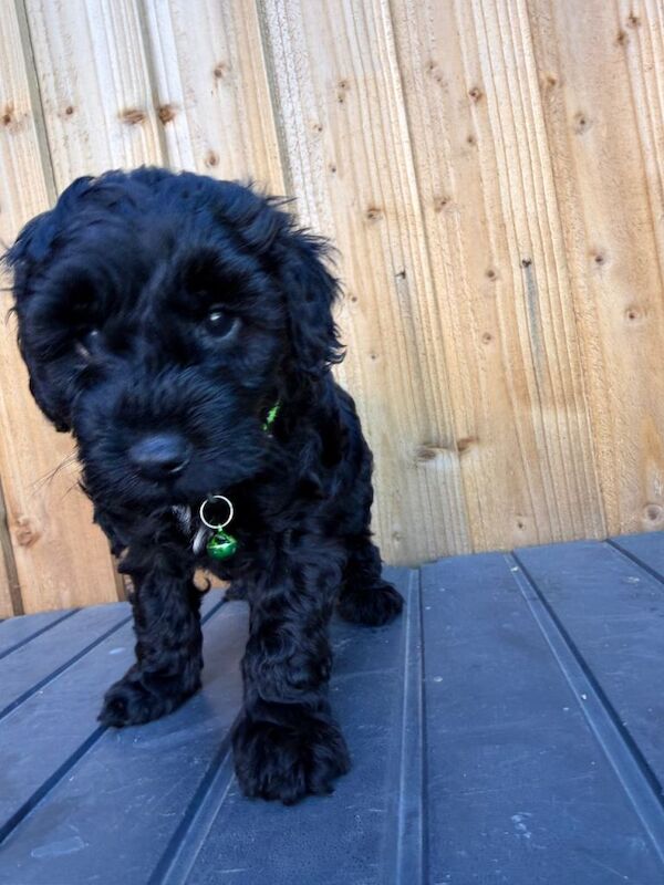 Cockapoo f2 puppies - Image 2 of 3