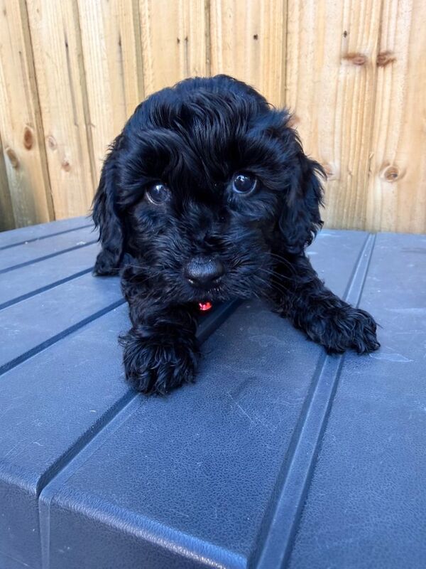 Cockapoo f2 puppies - Image 3 of 3