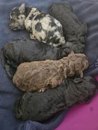 Cockapoo F2 puppies DNA Health tested parents for sale in Eltham, Greenwich, Greater London