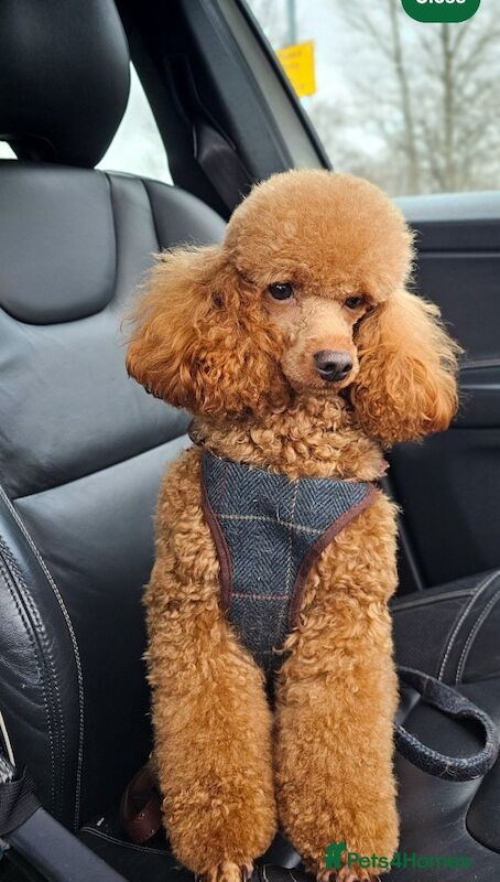 Cockapoo F2BB - Image 8 of 13