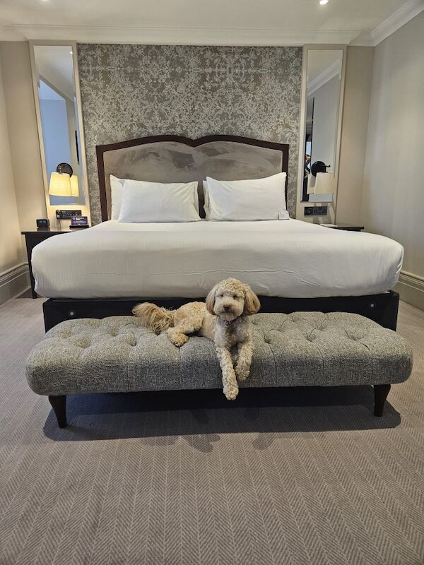 Cockapoo F2BB - Image 10 of 13