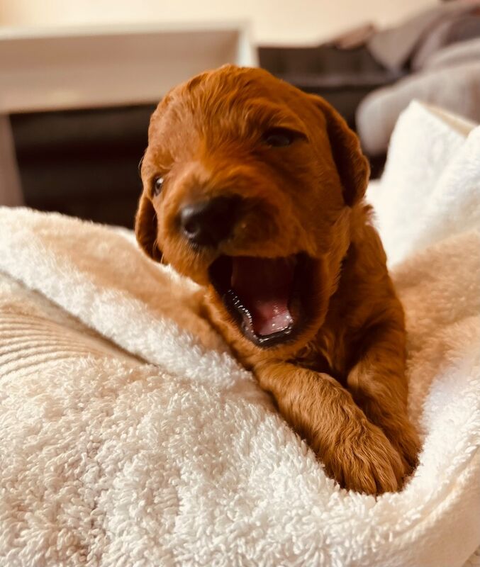 Cockapoo F2BB - Image 13 of 13