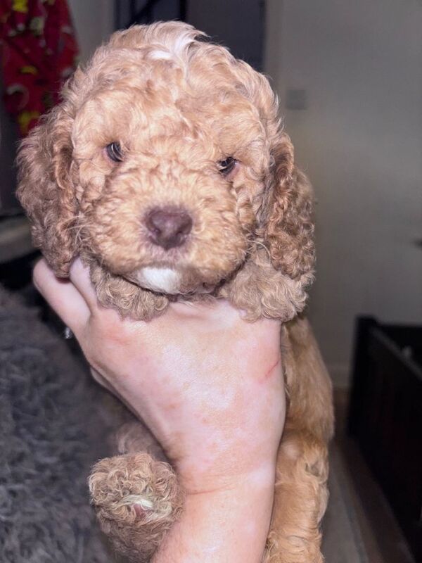 Cockapoo f3 - Image 2 of 4