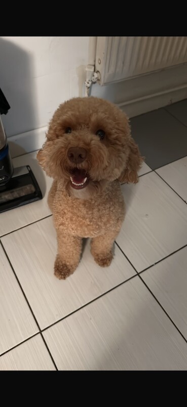 Cockapoo f3 - Image 3 of 4